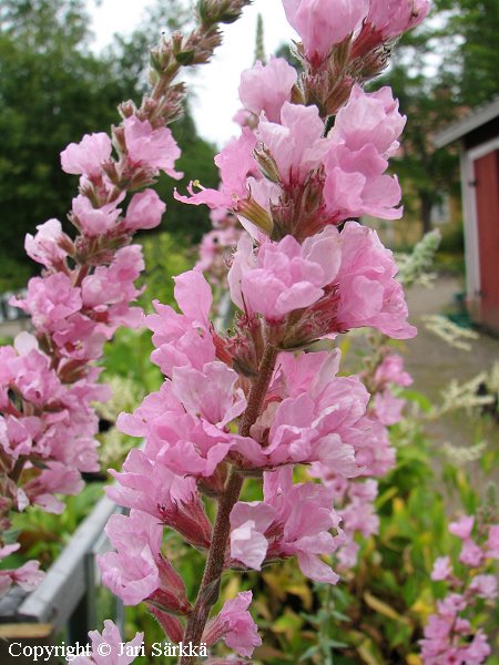 Pohjanrantakukka, fackelblomster, Lythrum salicaria 'Blush'